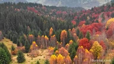 秋天的概念。秋雾山多色针叶树航拍.